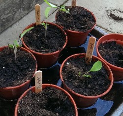 Seedlings starting off in pots
