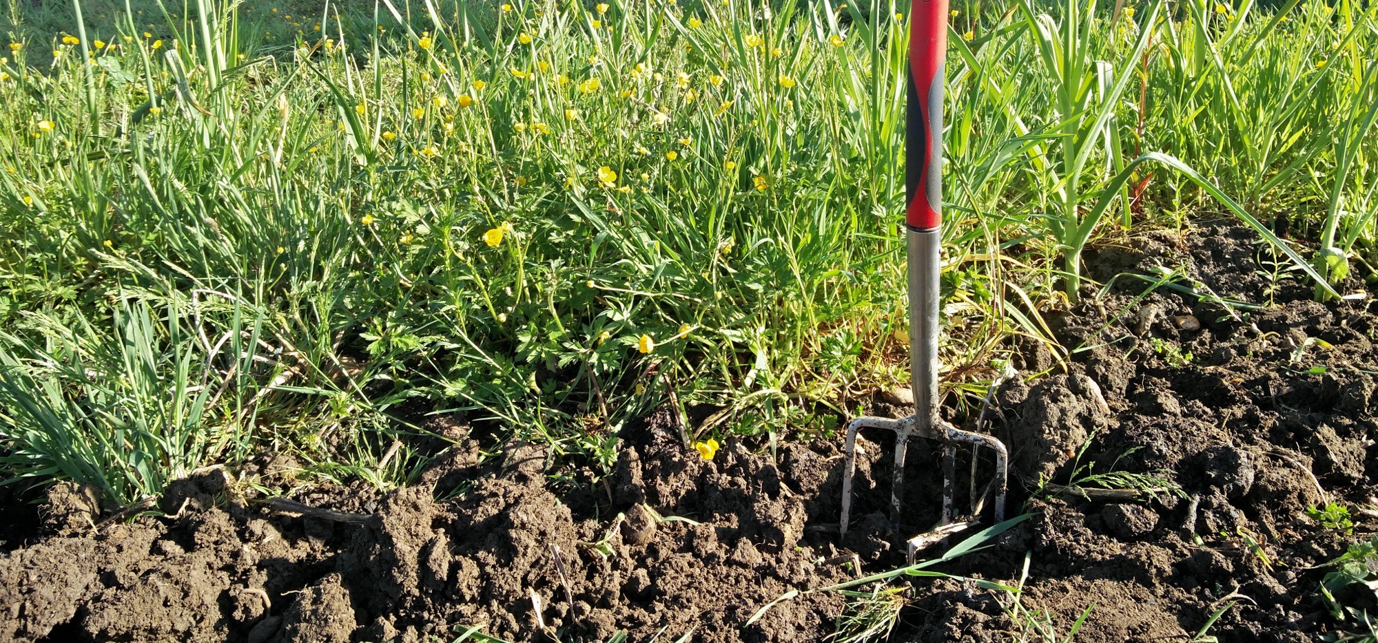 Forking out the perennial weeds such as couch grass and buttercup