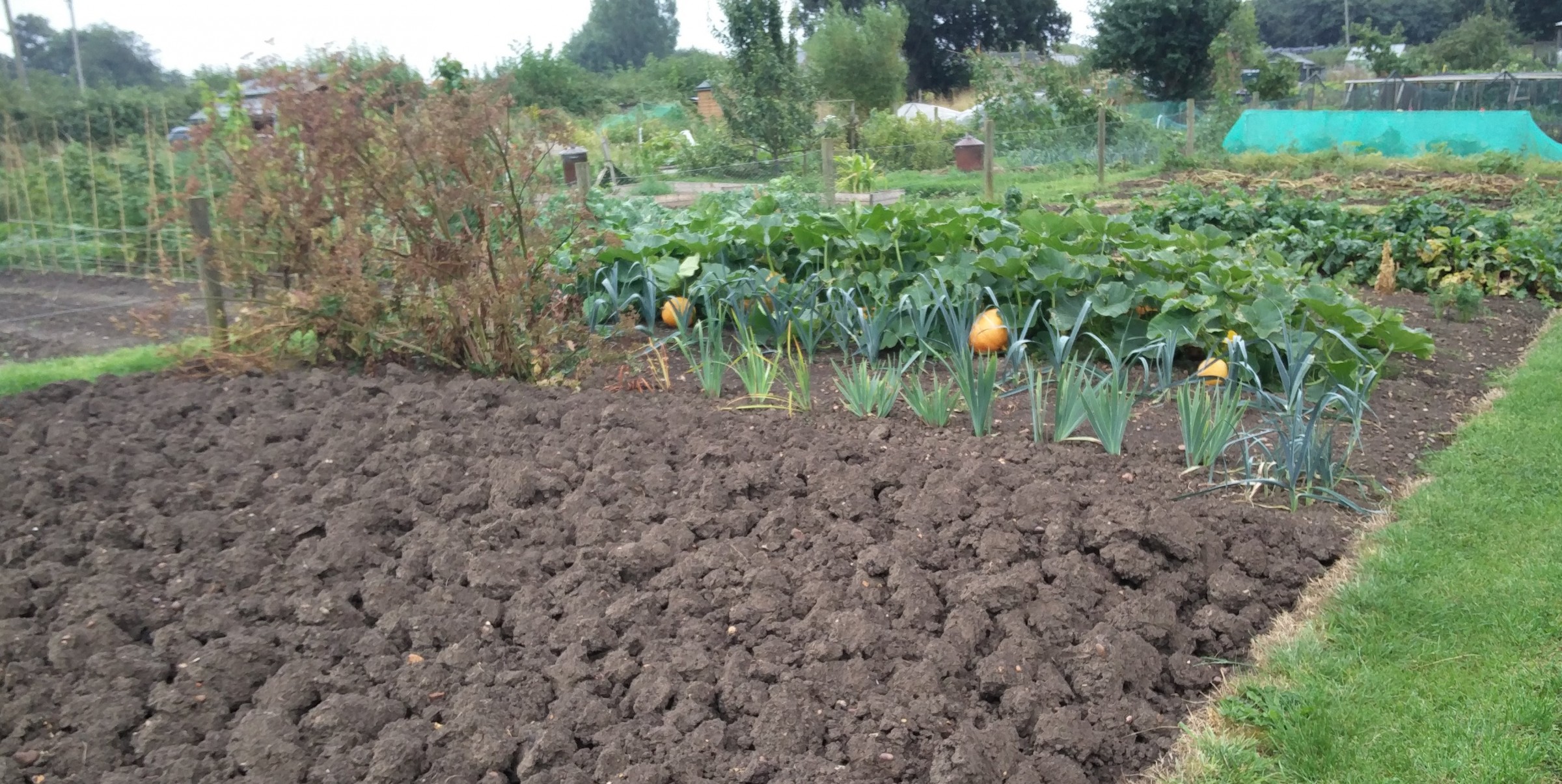 Example vegetable garden using the one large vegetable bed system