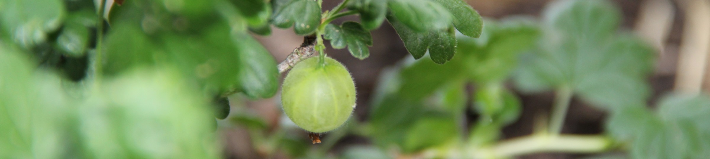 Fresh, juicy and sweet gooseberry ready to be picked