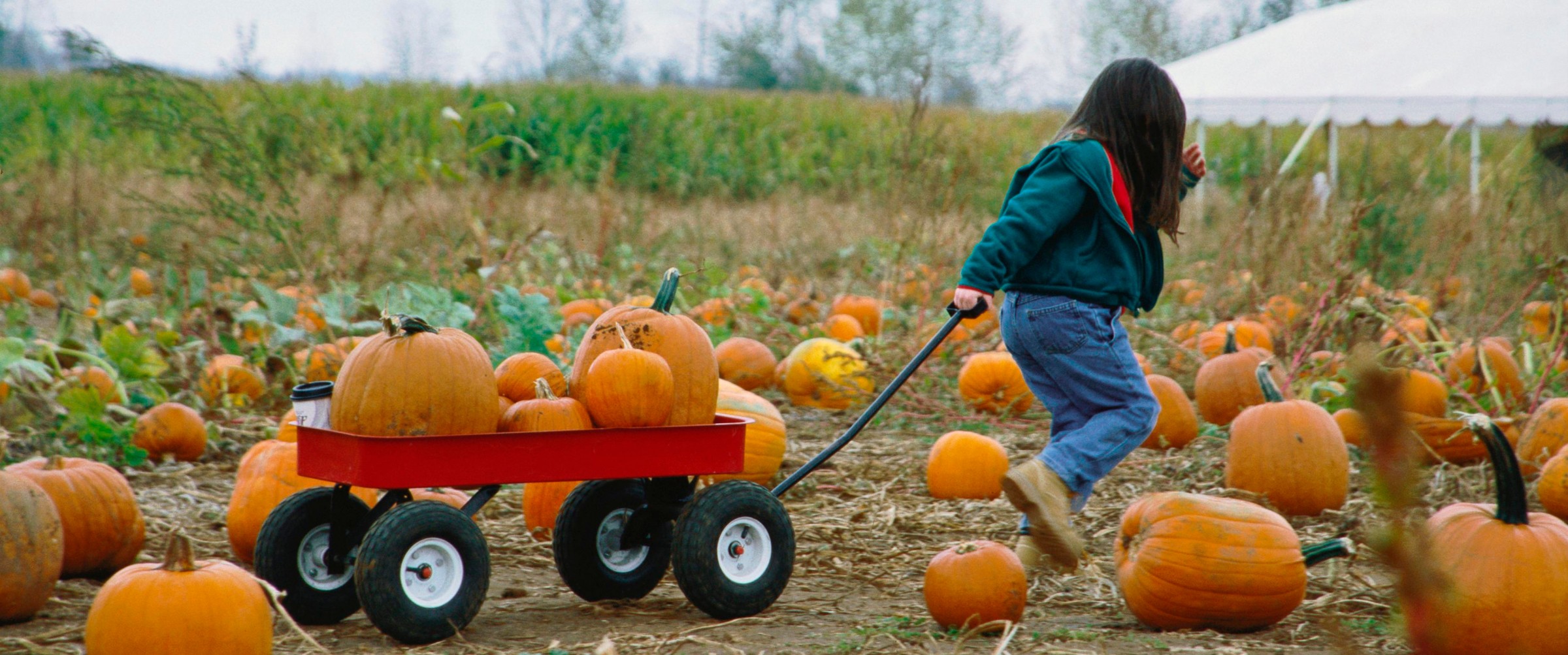 Child pulling cart full of pumpkins through a pumpkin patch