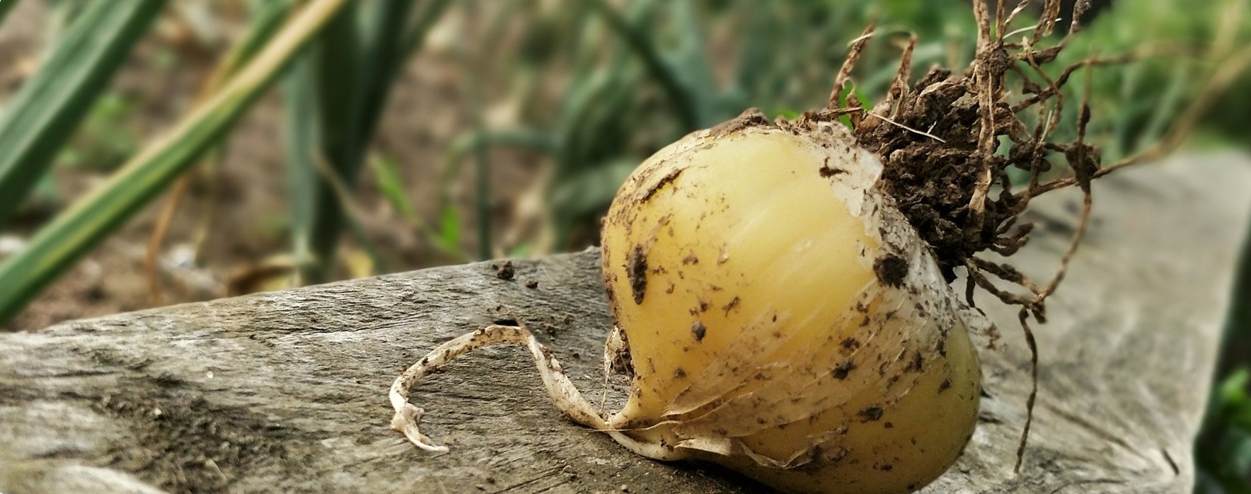 Onion fresh from the soil