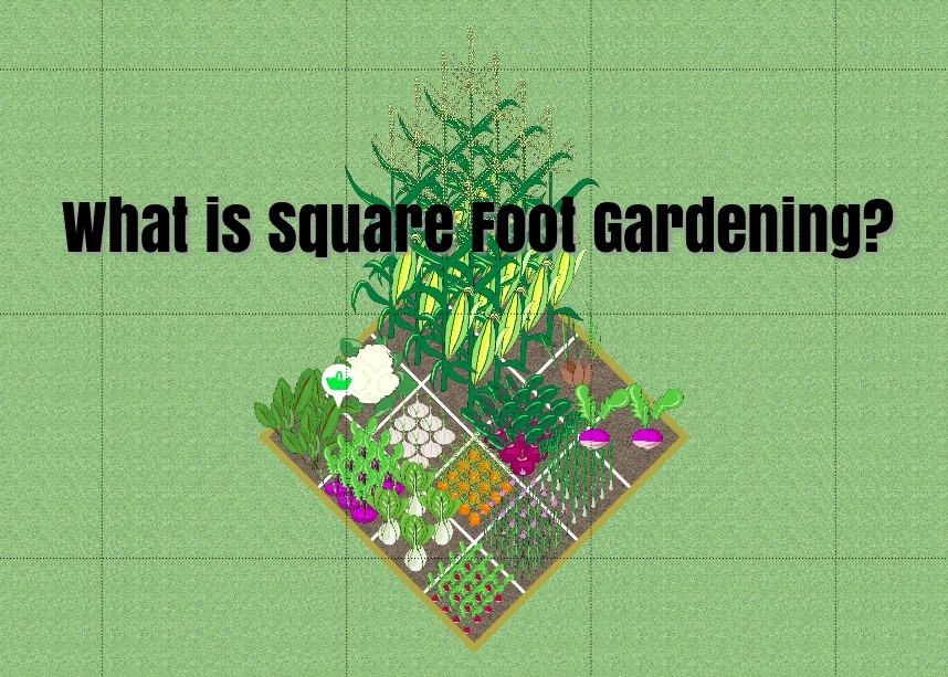 Square Foot Gardening has been around for a long time but it is still new to many gardeners. This guide will teach you the key points of this unique gardening approach.