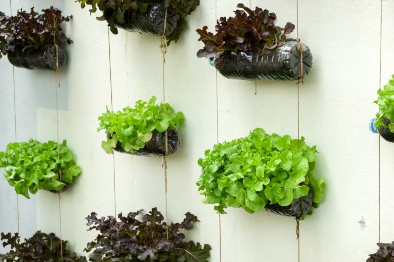 Living wall of lettuce