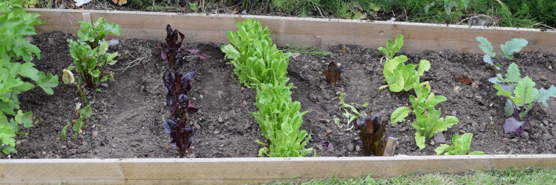 Raised beds with Row planting style