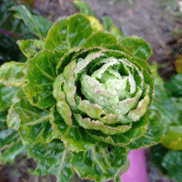 cabbage head ready for spring