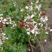 Rocket that has gone to seed, showing its beautiful delicate flowers