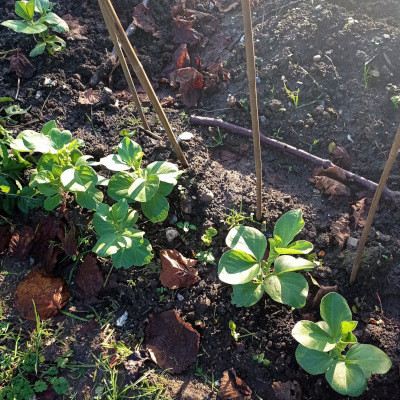 Establised row of plants with weeds in between