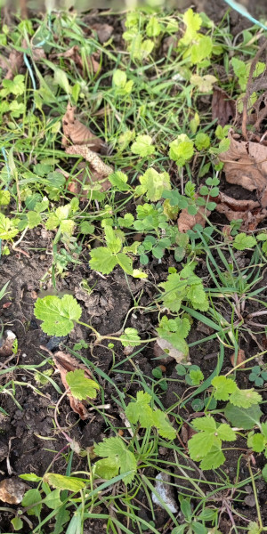 Surprise parsnips growing in a bed