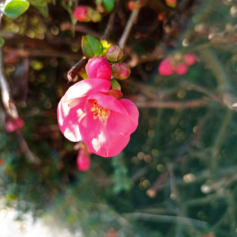 Quince in flower - beautiful pink in colour