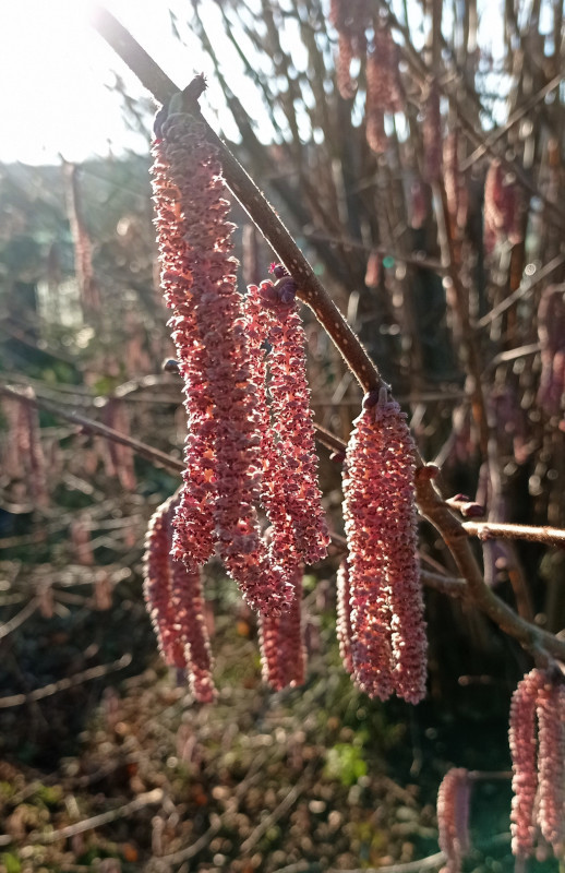 Catkins hanging in the winter sun