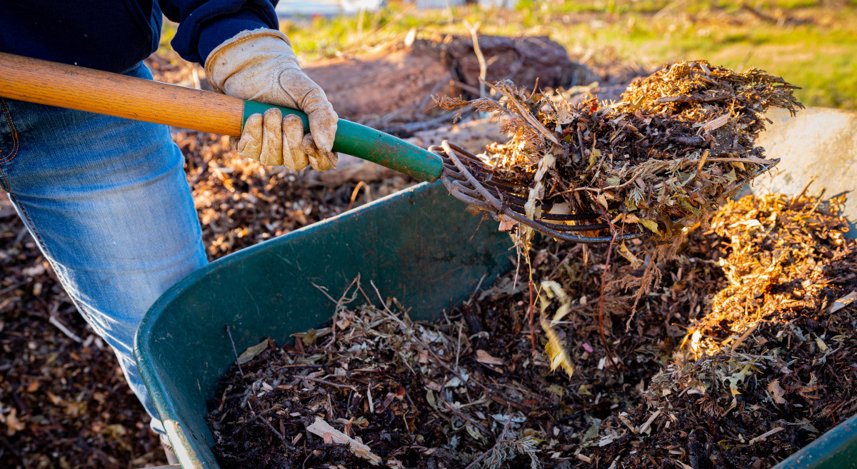 Gardener adding mulch to their vegetable beds with a fork from a wheel barrow