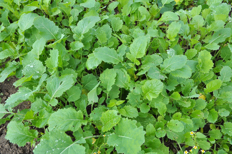 Green manure to add nutrients to the soil