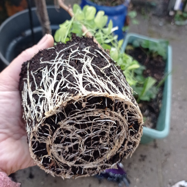 Pot bound seedling with roots overcrowding soil
