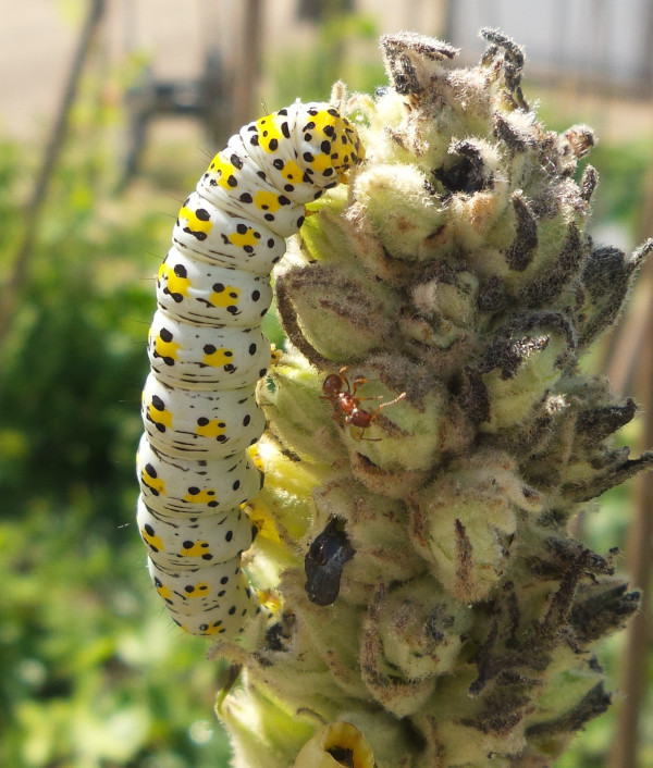 Caterpiller enjoying a flower bud