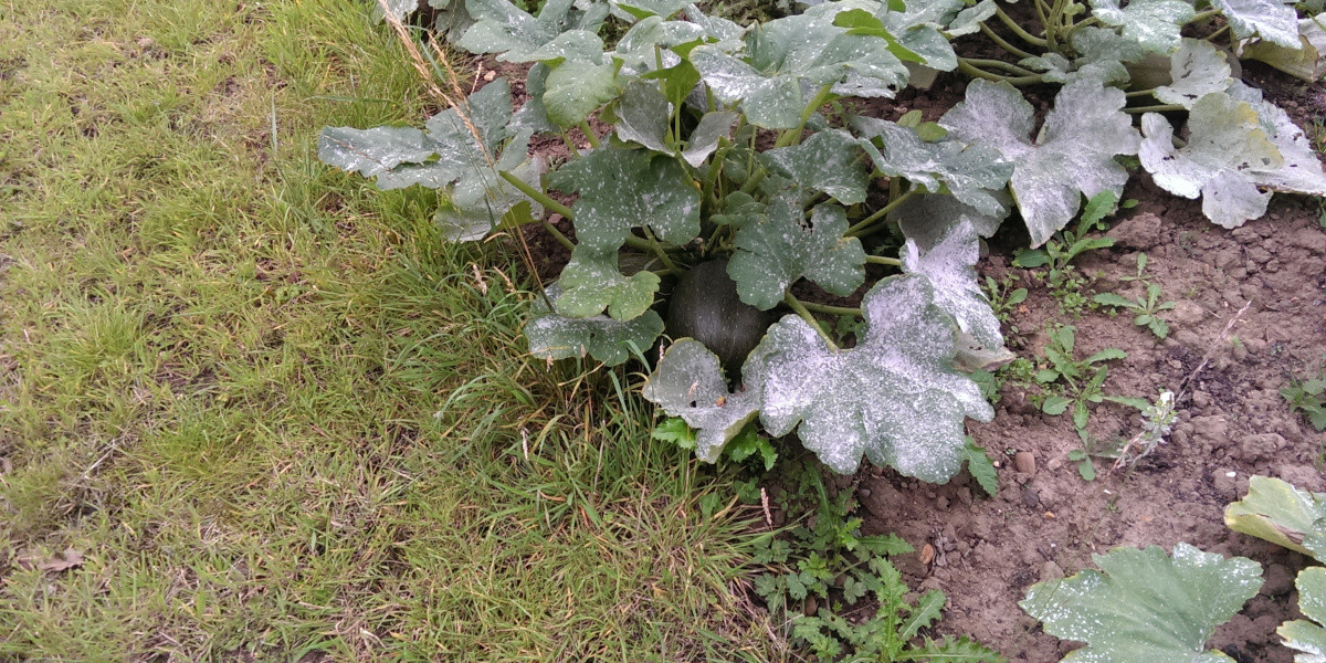 Courgette or Zuccinni Leaves infected with mildew