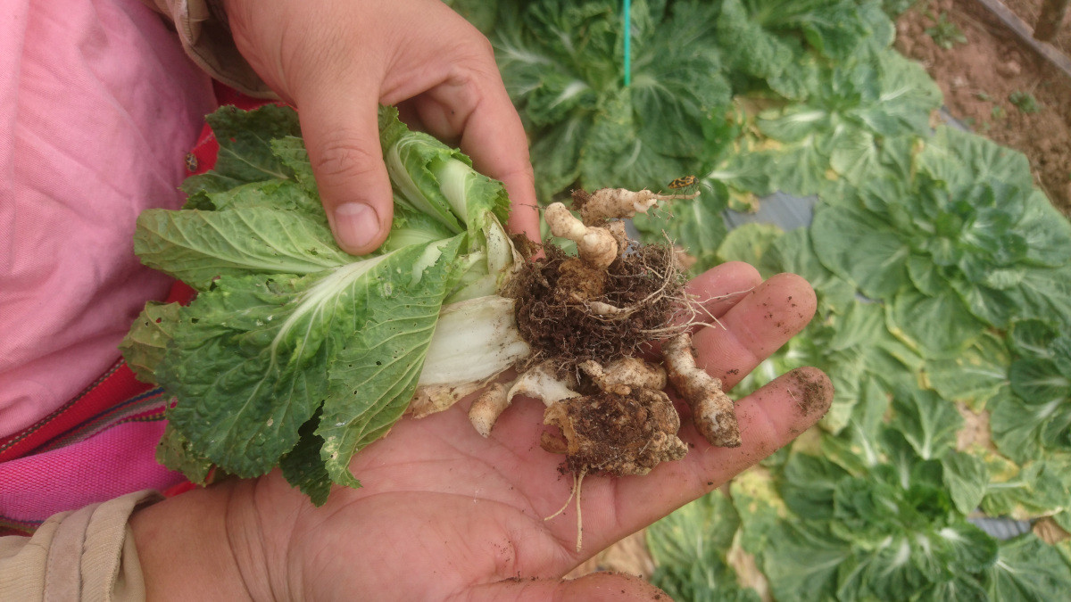 Chinese Cabbage with clubroot showing the deformed roots