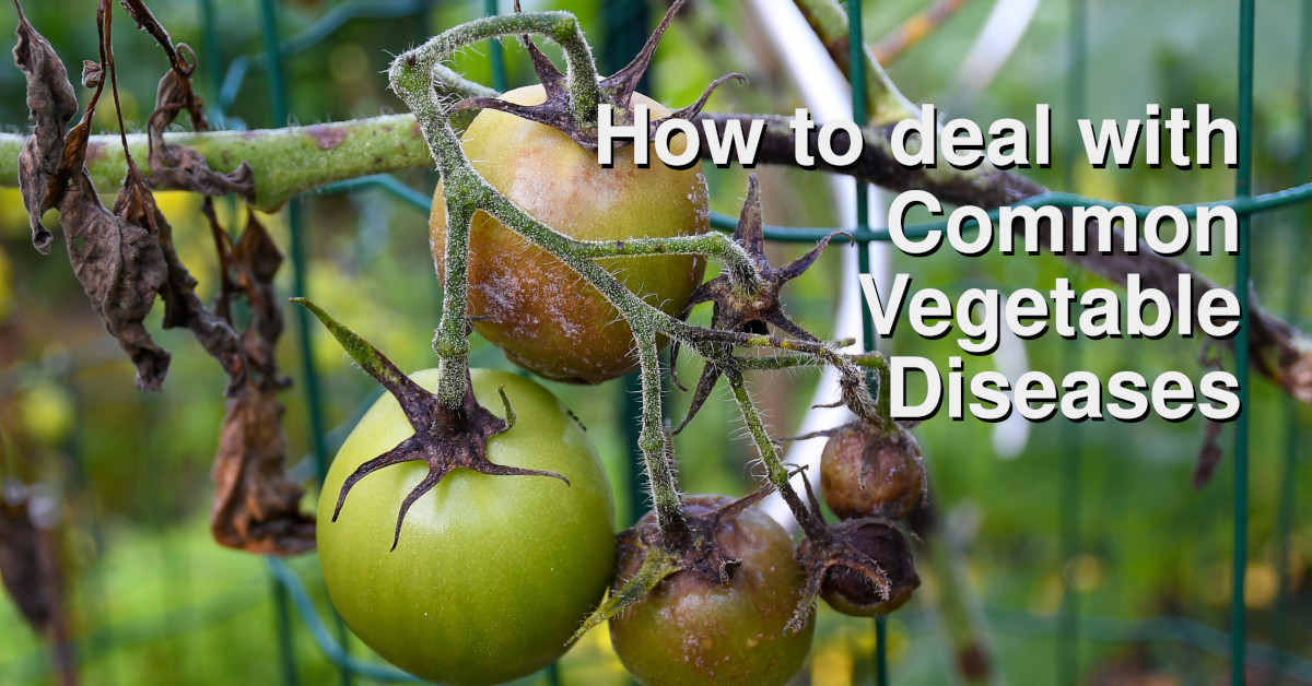 Vegetable Garden diseases are a pain for the vegetable gardener. We talk though the most commons diseases and how to prevent or fix them.