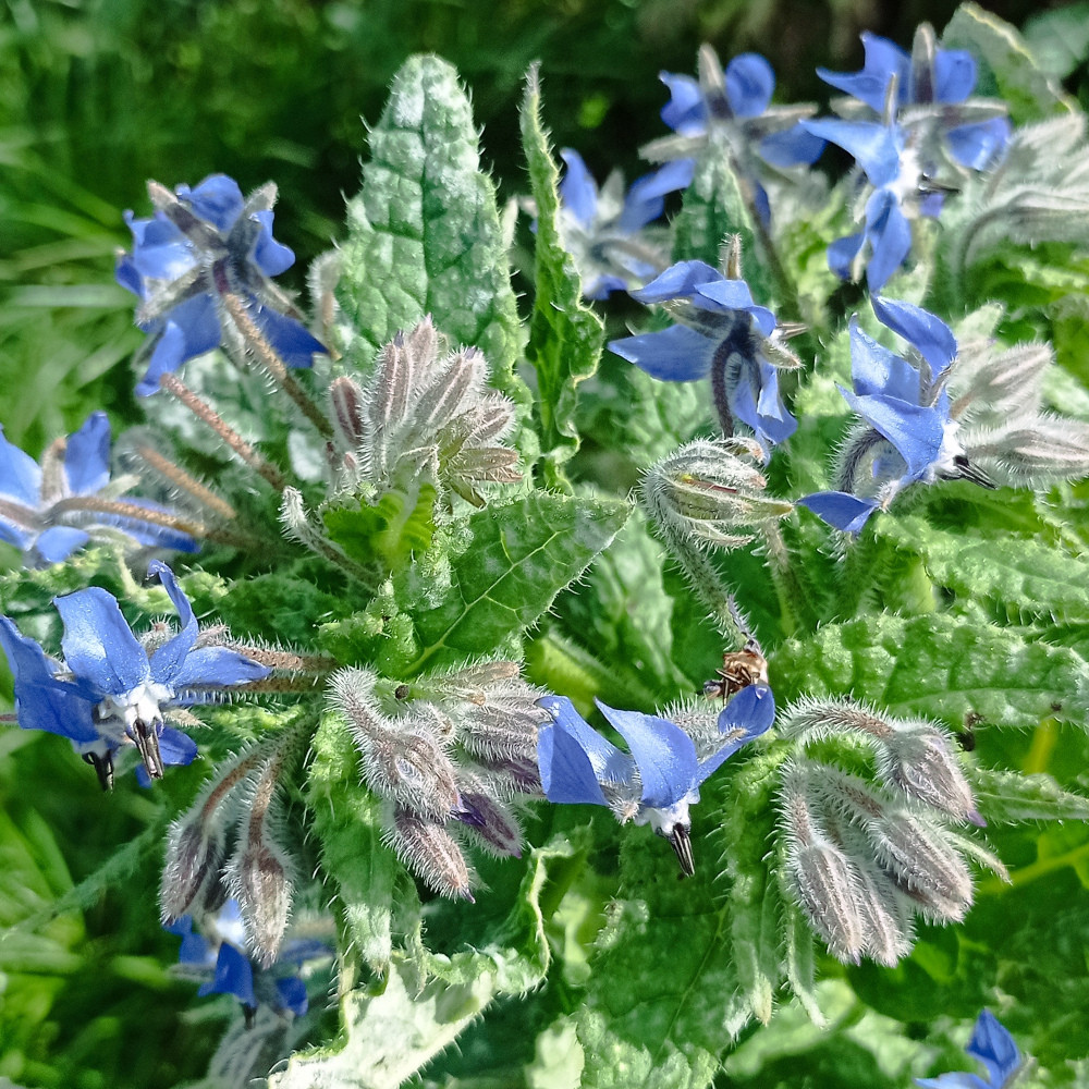 Blue borage flowers