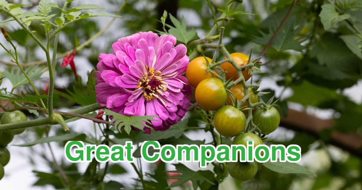 Companion planting is a great way to turbo charge your garden.