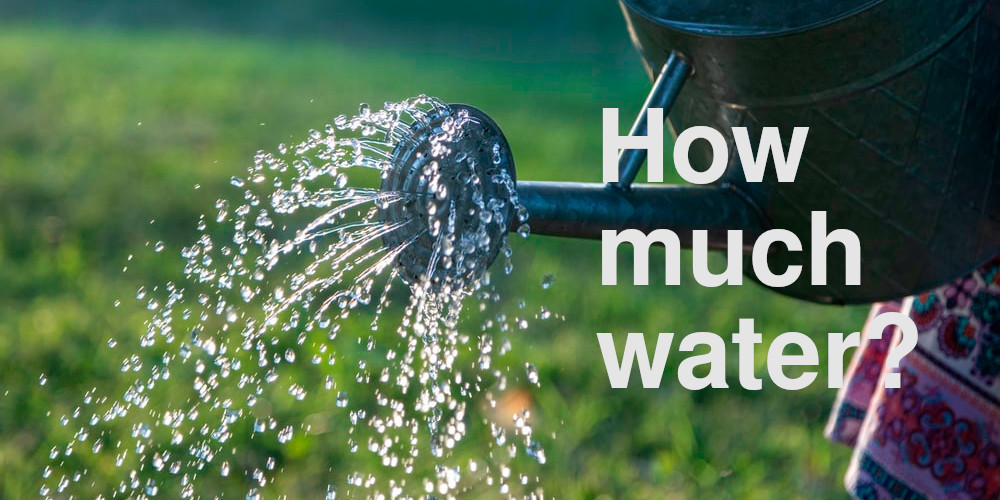 Mastering Vegetable Watering: Essential Tips for a Thriving Garden