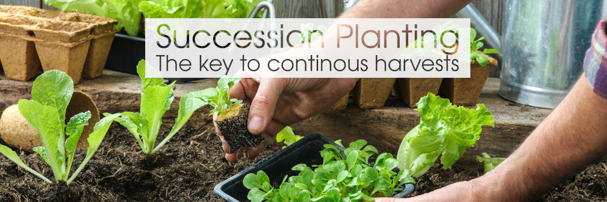 Master the art of succession planting for a bountiful and continuous harvest, avoiding gluts and enjoying fresh produce all year round.