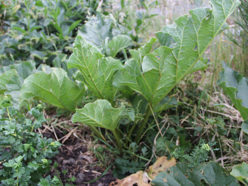 Rhubarb plant growing amongst other perennials