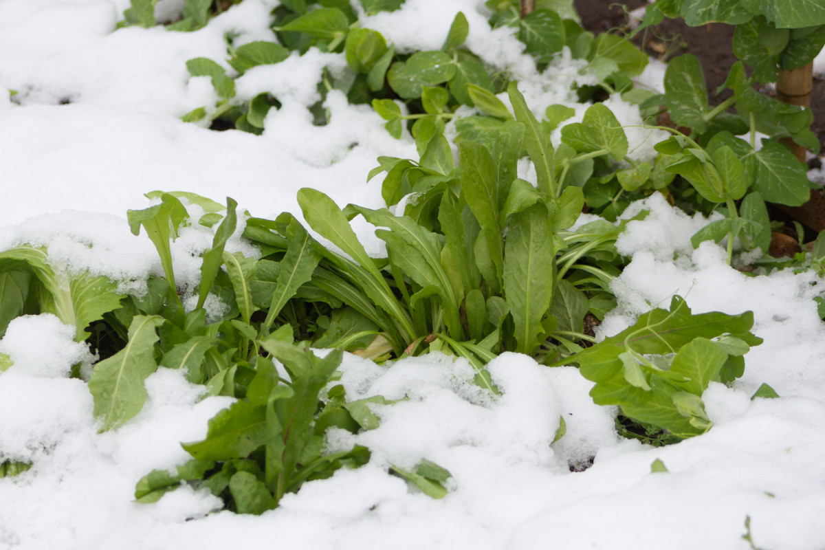 Cold hardy lettuce and pea plants growing in the snow