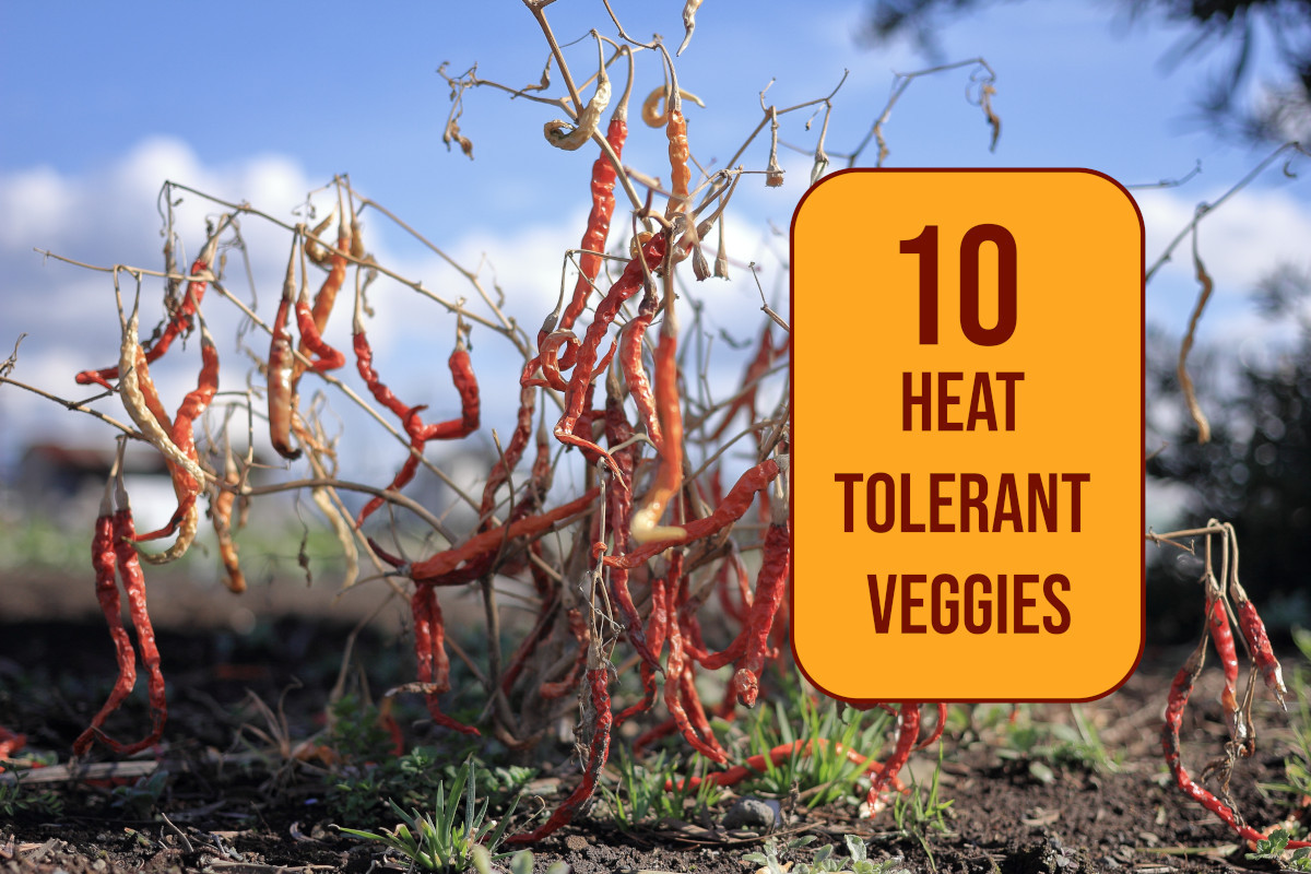 Embrace the Sizzle: 10 Heat-Tolerant Vegetable Garden Plants for a Thriving Summer Harvest
