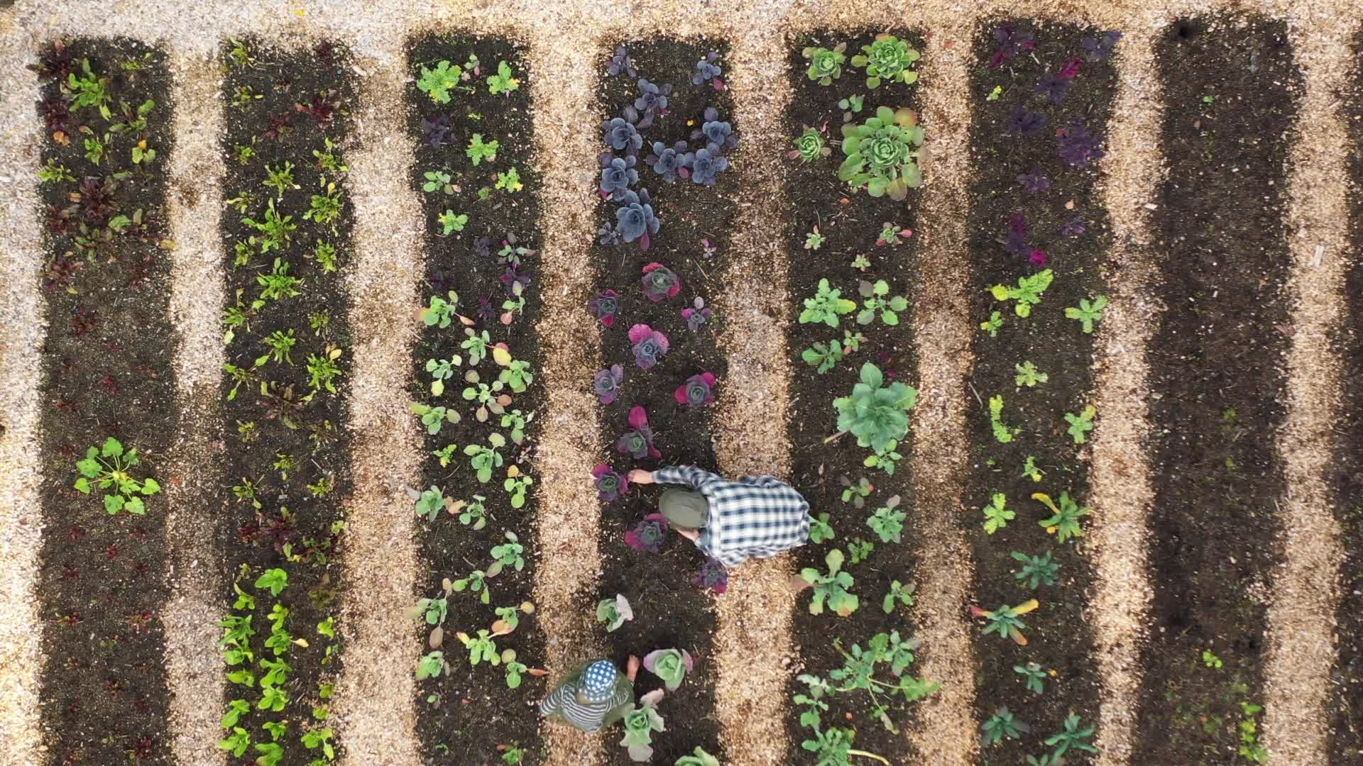 Garden background - showing an adult, child and cat enjoying their vegetable garden. Taken from above to show the full layout of the garden.