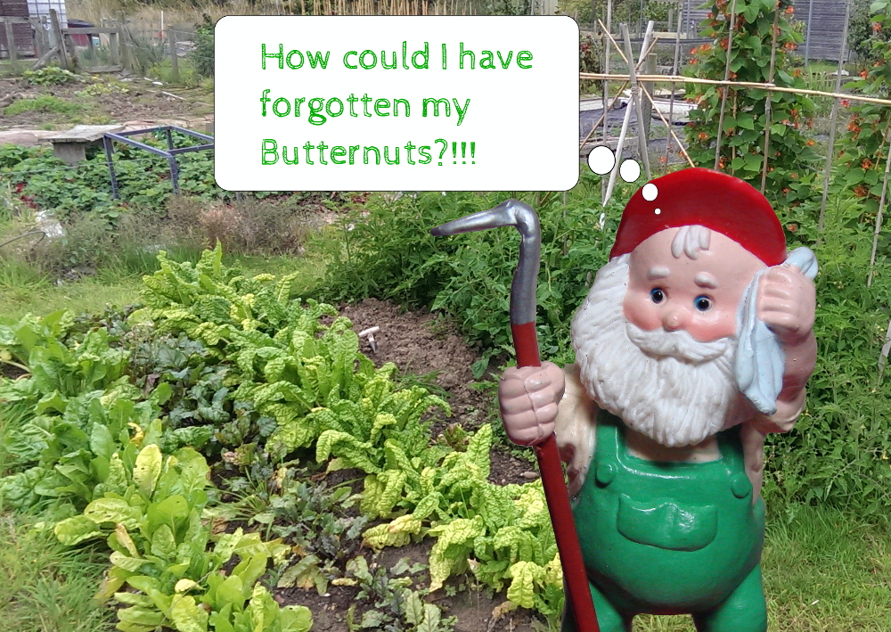 If you manage a vegetable garden or allotment. Now is the time to start planning next year whilst you remember what you missed or what is growing well.