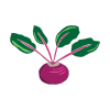Beetroot plant icon form VegPlotter's Vegetable Garden Planner