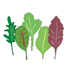lettuce icon form VegPlotter's Vegetable Garden Planner