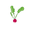 Raddish icon form VegPlotter's Vegetable Garden Planner