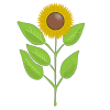 Sunflower plant icon form VegPlotter's Vegetable Garden Planner
